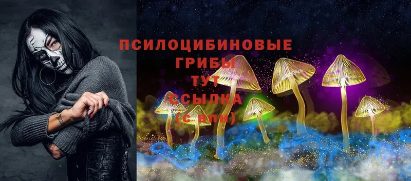 Псилоцибиновые грибы Psilocybe  даркнет наркотические препараты  Кашира  магазин   